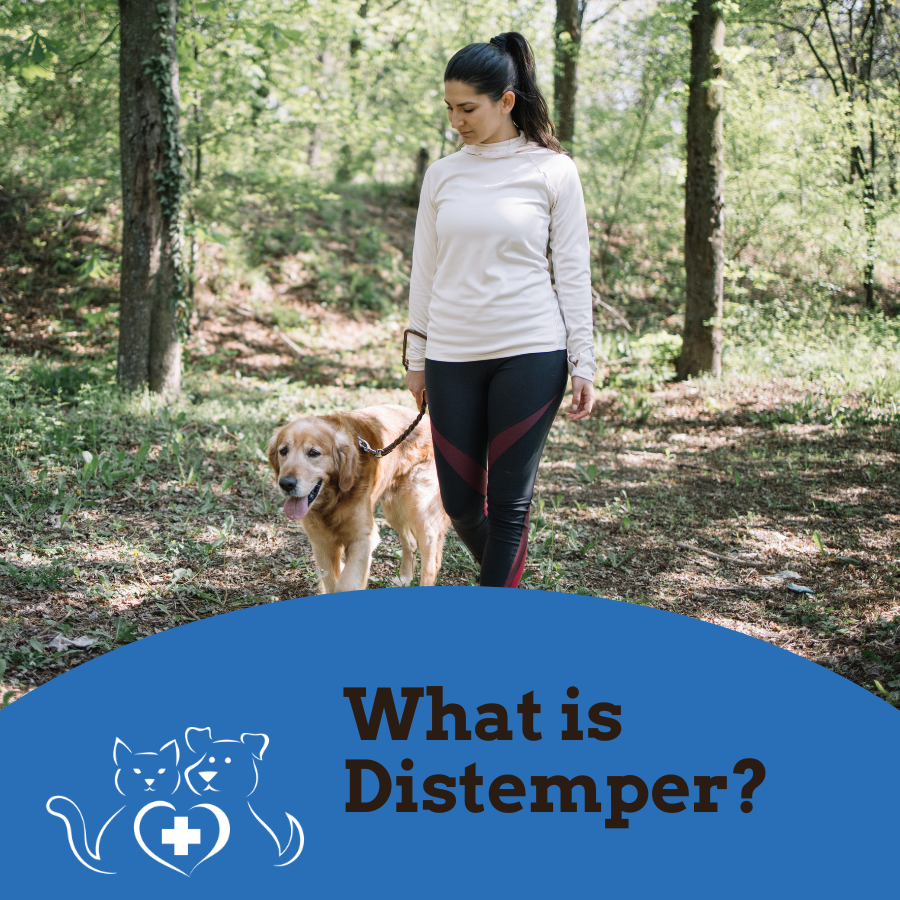 What is Distemper?