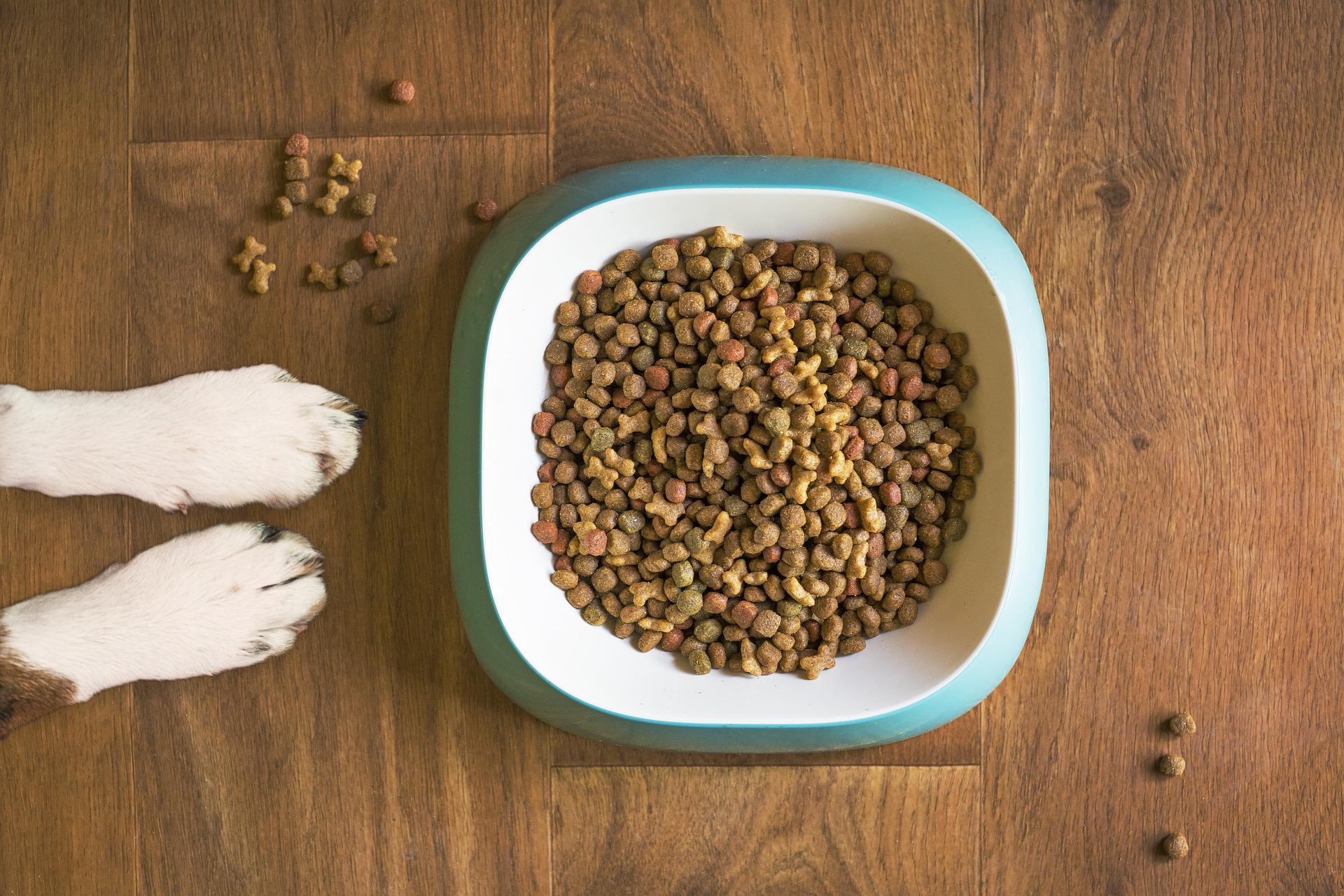 Pet Nutrition – What To Feed Your Dogs And Cats