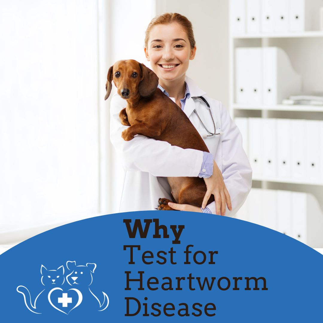 Why Are We Heartworm Testing?