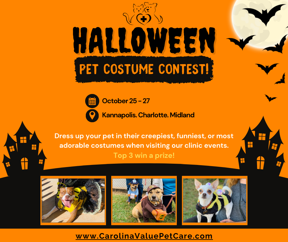 Halloween: Pet Costume Contest