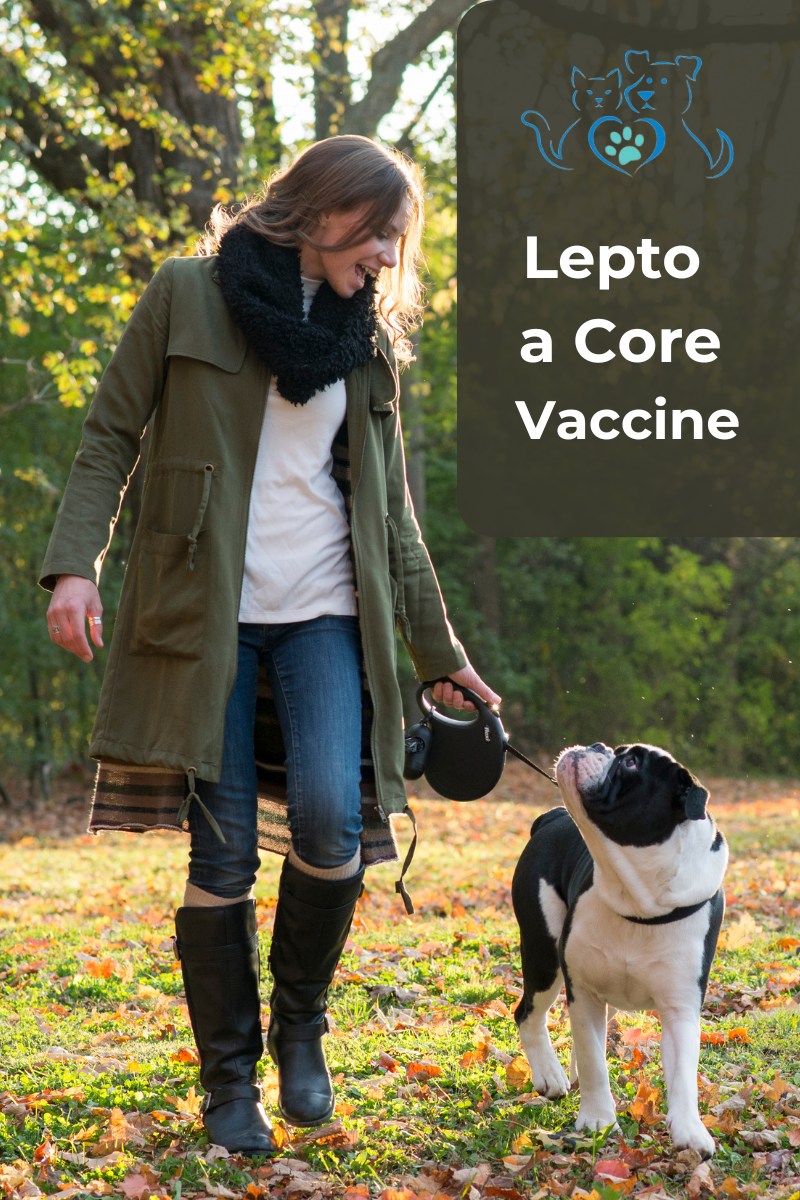 Leptospirosis