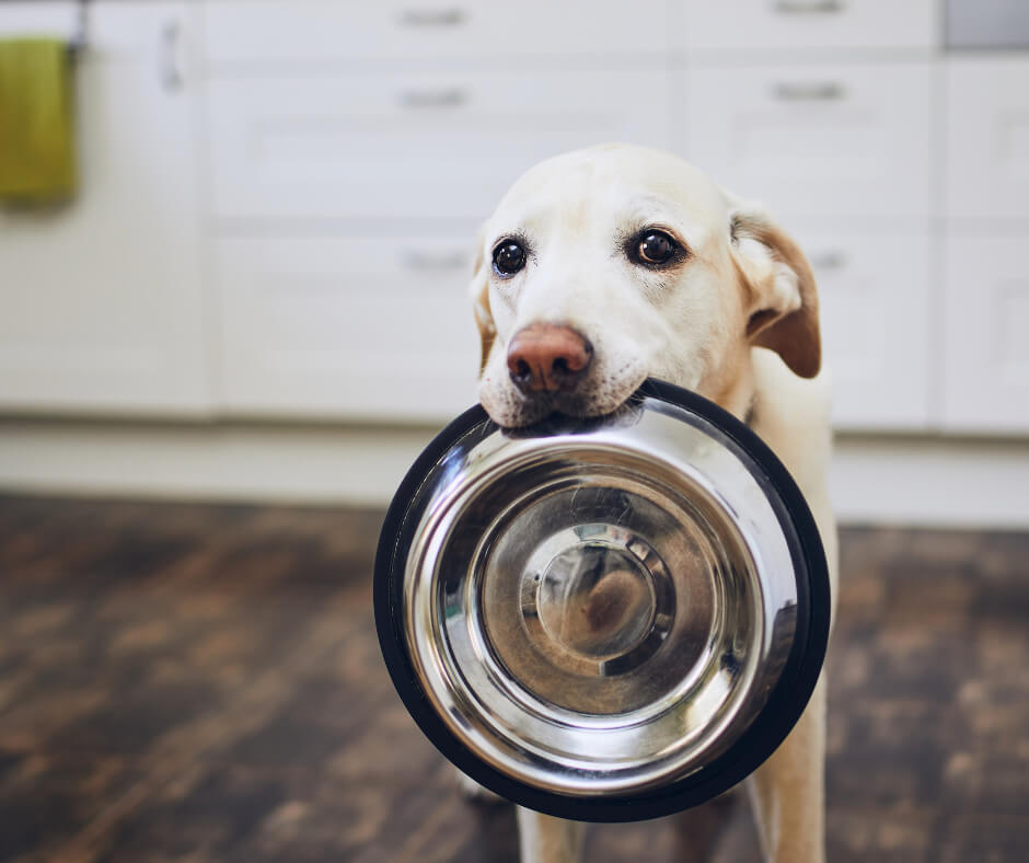 Wellness Starts with the Right Food