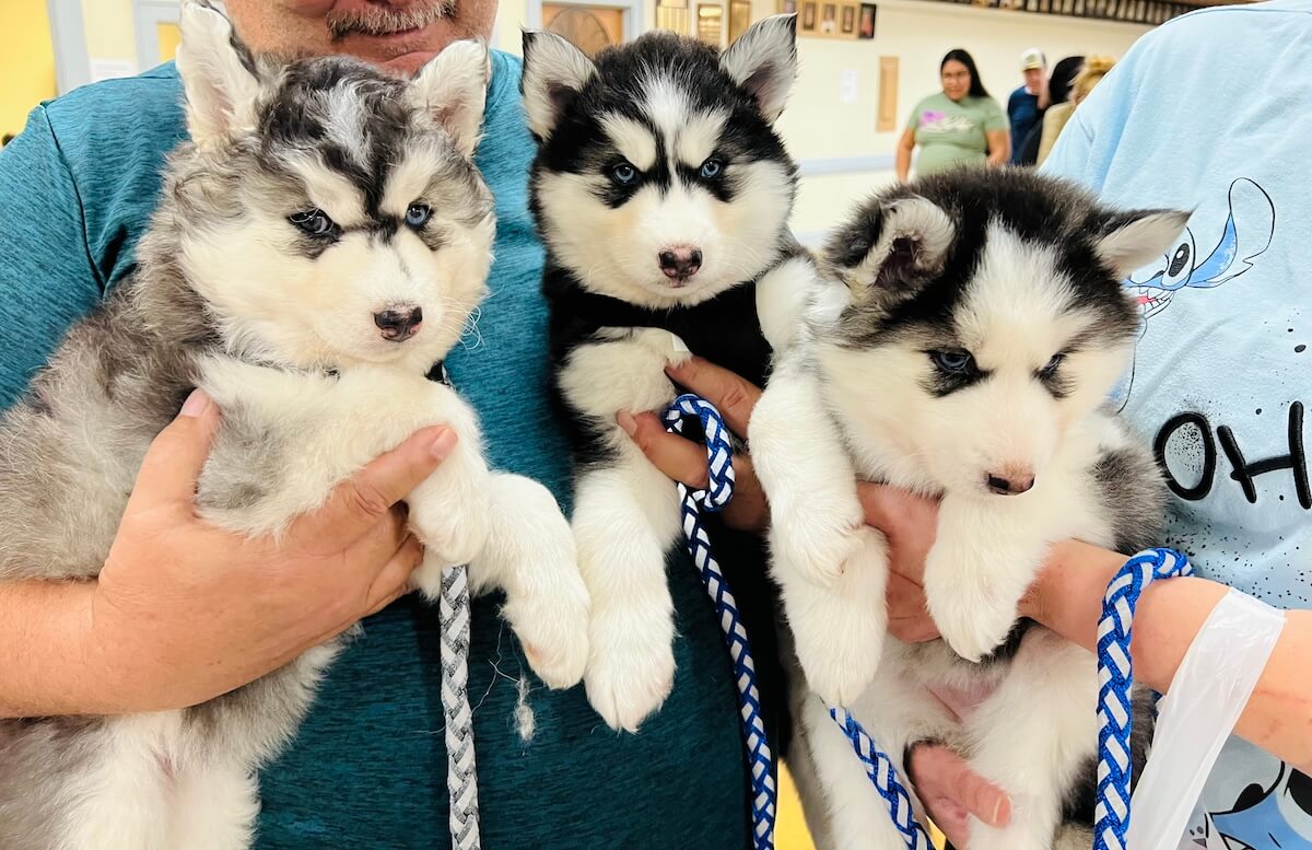 Dog Preventive Package