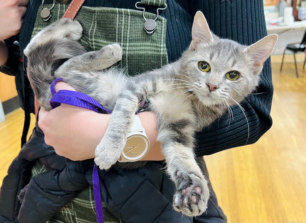 Cat Preventive Package