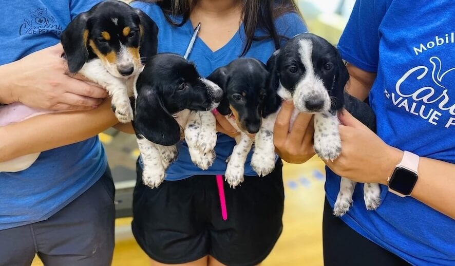 Finally!  Affordable, Preventive Pet Care