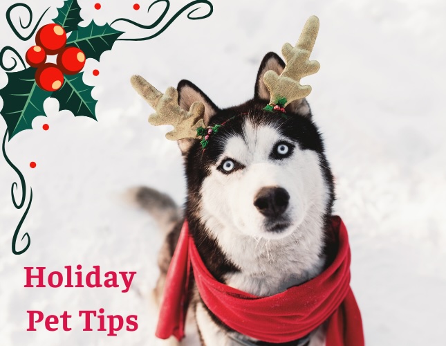 Holiday Pet Boarding