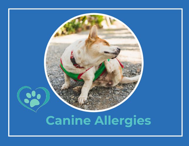 What is Causing Allergies in your Pet? 