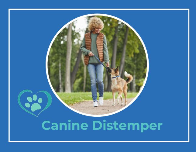 What is Distemper?