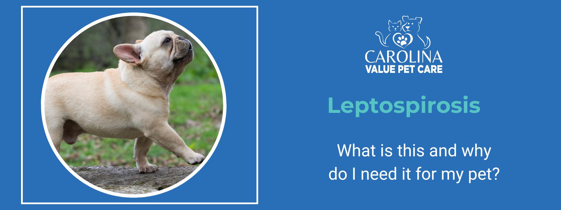 lepto header