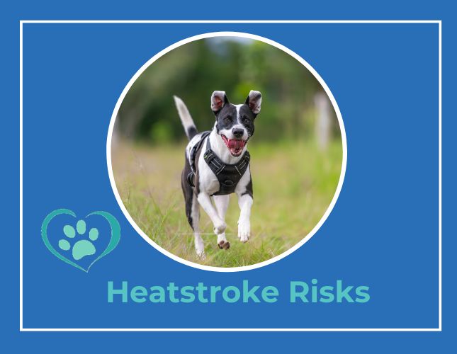 Heat Safety for Pets