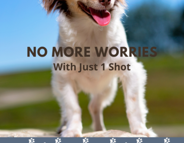 Proheart 6 Month &amp; 12 Month Injectable Heartworm Prevention For Your Convenience