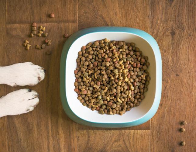 Pet Nutrition – What To Feed Your Dogs And Cats