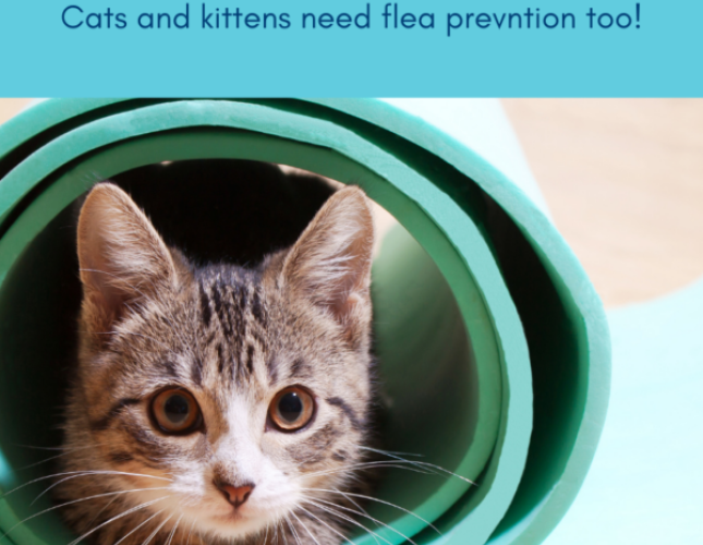 It’s Flea Season: Don’t Forget Your Kitties !