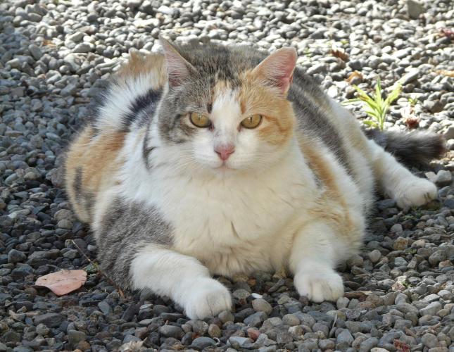 Pet Nutrition Pt. 2: Obese Cats