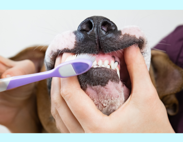 Dental Care For Your Pets