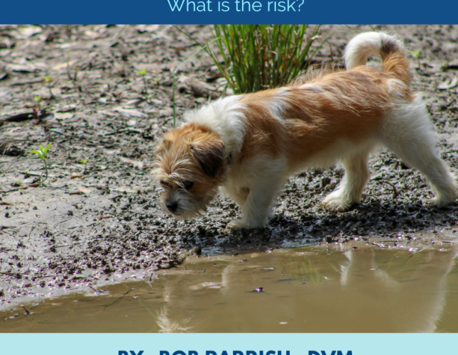 Leptospirosis FAQ