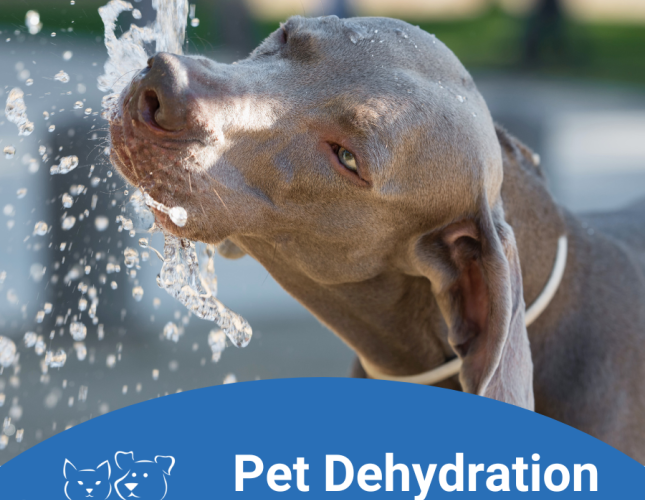 Dehydration in Pets