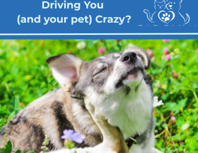 What is Causing Allergies in your Pet?