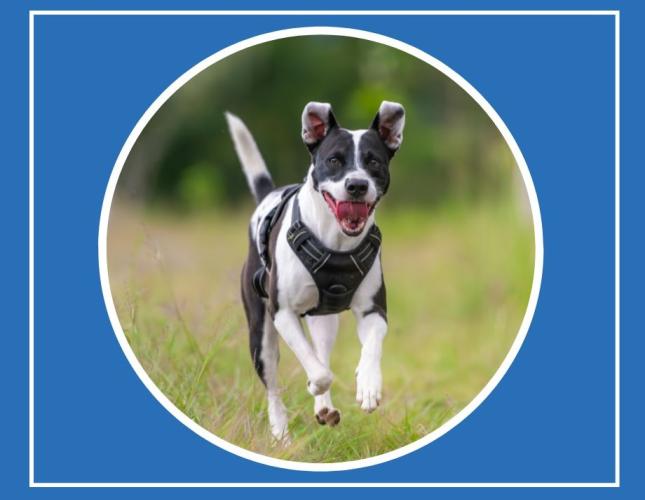 Heat Stroke in Dogs: Signs, Treatment, and Prevention Tips