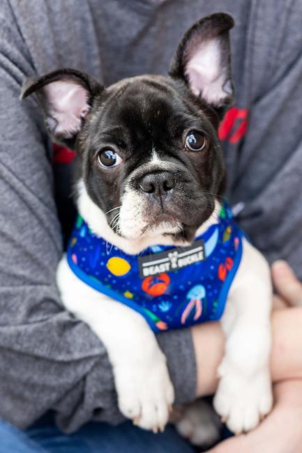 boston_pup