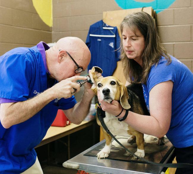 cvpc-dr-bob-beagle-allergy